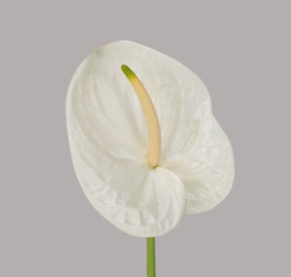 Anthurium Hol. Adina Blanca �13  "CC12" (7 Dias - 2�)