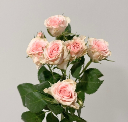 Ramificada Severina 40cm (7 Dias - 2�)