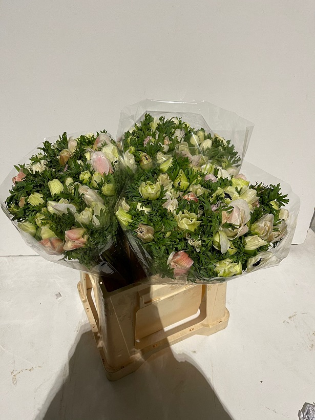 Anemona Italia Galilea Blanca 45cm (7 Dias - 2�)