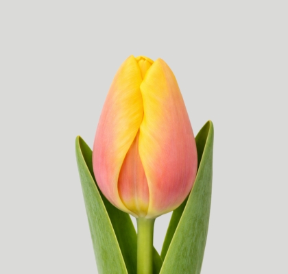 Tulipan Hol. Marit 40cm Sal. (7 Dias - 2�)