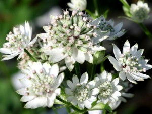 Astrantia Billion Star 50cm XL "T25" (7 Dias - 2�)