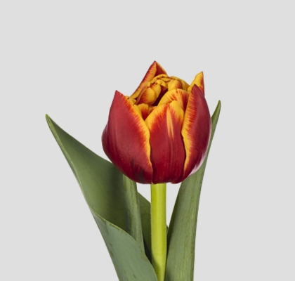 Tulipan Hol. Thunderball 40cm (7 Dias - 2�)