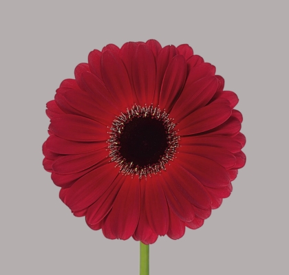 Gerbera Hol. Dark Diamond "T25" (7 Dias - 2�)