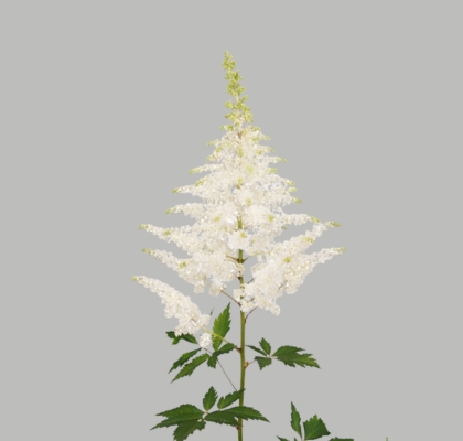 Astilbe Whasinthong "KOK" 60cm (7 Dias - 2�)