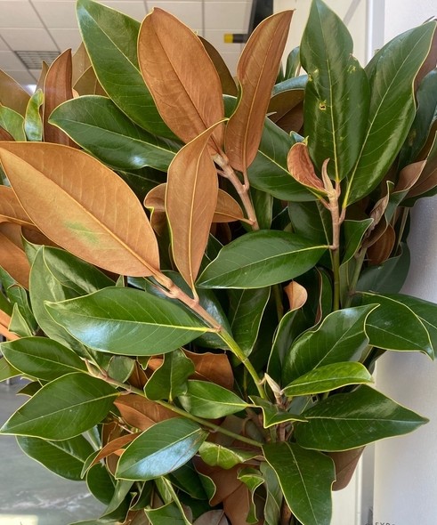 Hoja Magnolio Italia 70cm 400gr (7 Dias - 2�)