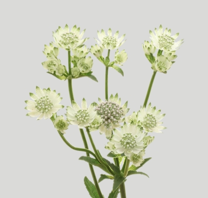 Astrantia Billion Star 70cm XL "T25" (7 Dias - 2�)