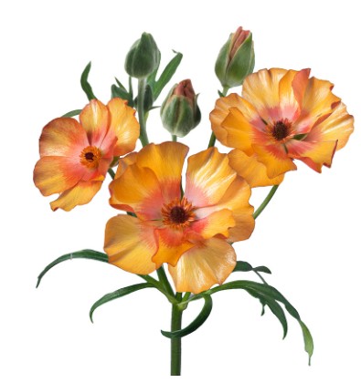 Ranunculos Italia Butterfly Minoan 50cm