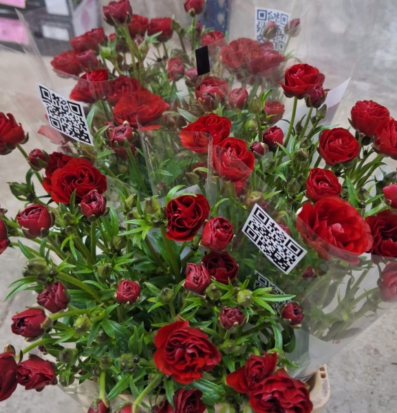 Ranunculos Italia Butterfly Emos 50cm