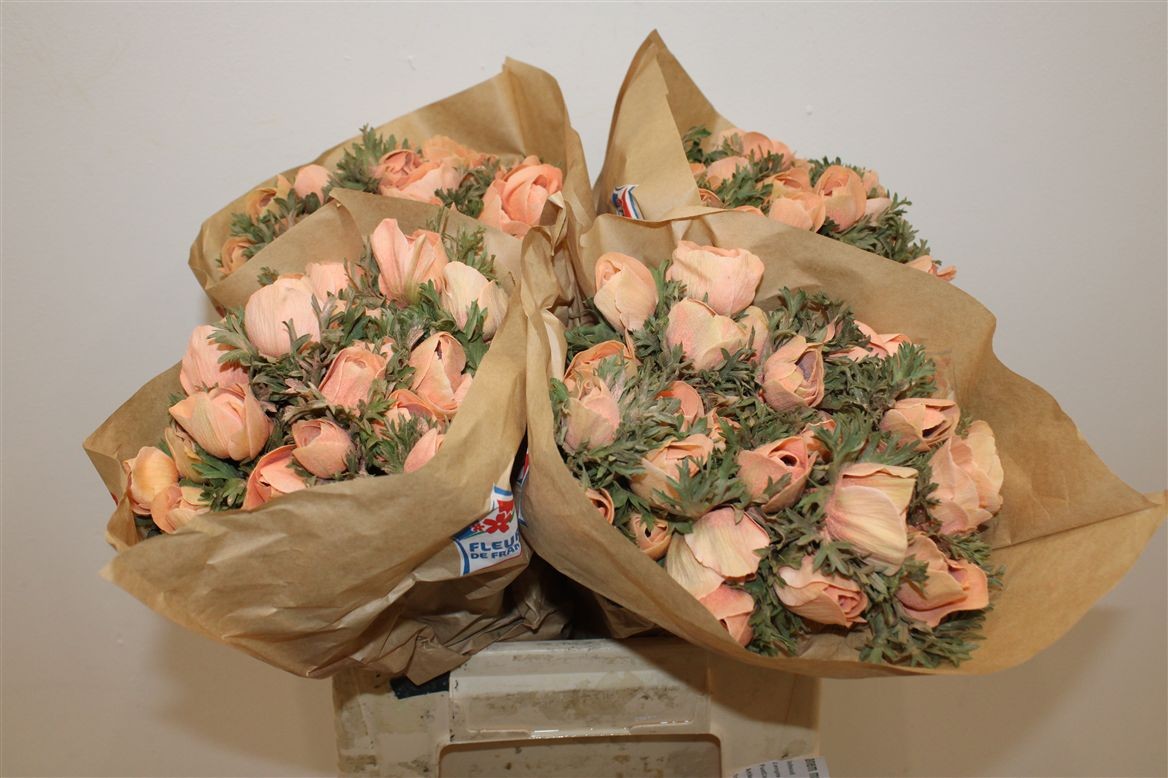 Anemona Italia Polvo Salmon 45cm "AAA"