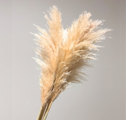 Cortaderia Gynerium Premium 110cm "T6"