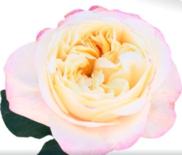 Rosa Ecu. Fatima Gardens 60cm "T12"