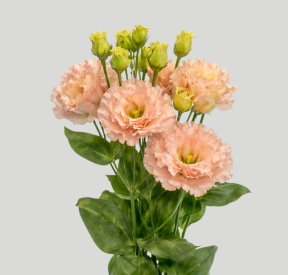 Lisiantus Hol. Alissa Peach 70cm 55gr  " Waalzicht"