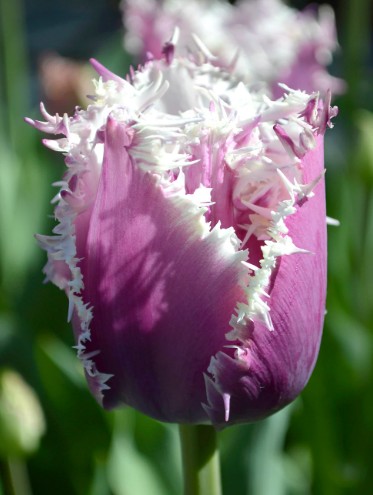 Tulipan Hol. Fr. Crunch Cummins 45cm