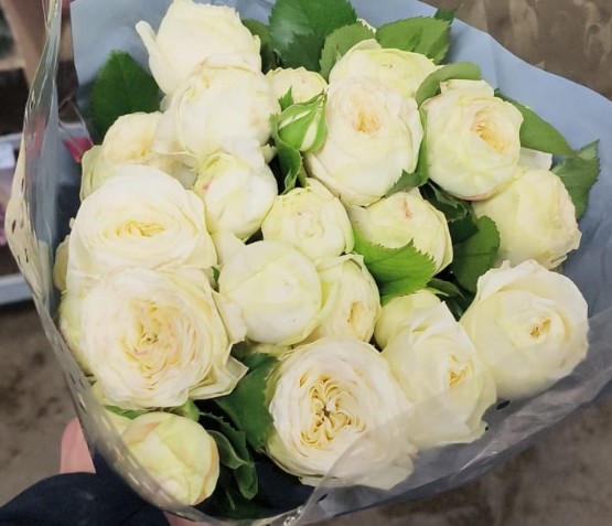 Ramificada Sno. Trendsetter 50cm