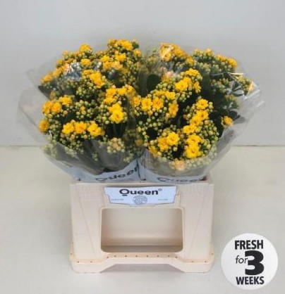 Kalanchoe Hol. Blazi Yellow Meadow 40cm