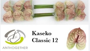 Anthurium Hol. Kaseko Classic �15  "CC12"