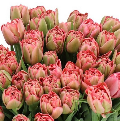 Tulipan Hol. Doble Quin Trustfull 35cm Rs.