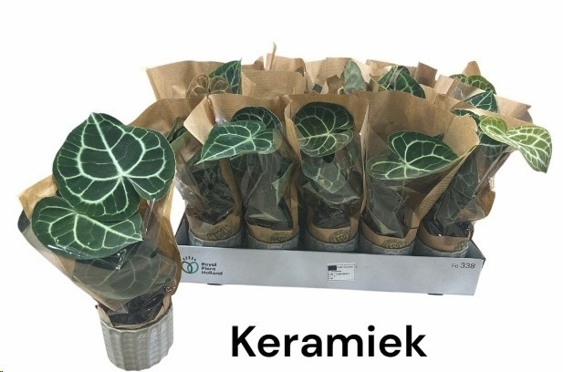 P. Anthurium Clarinervium 9/35cm x15 -M.Ceramica-