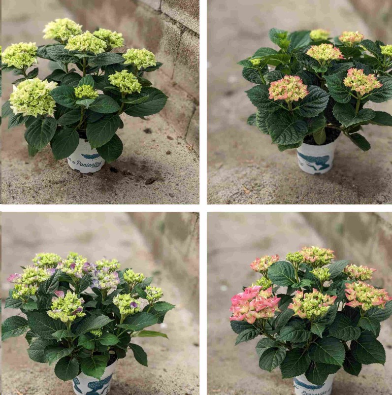 P. Hortensia Nac. Mixta.17/55cm x6