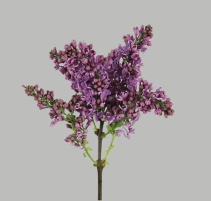 Lilas Ruhm Von Horstenstein 40cm 4bl (7 Dias - 2�)