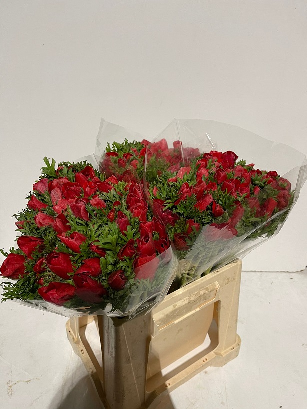 Anemona Italia Galilea Roja 45cm (7 Dias - 2�)