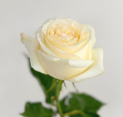 Rosa Ecu. Candlelight 50cm (7 Dias - 2�)