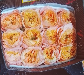 Rosa Ecu. Mellon Xpression 50cm (7 Dias - 2�)