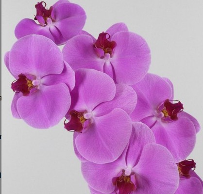 Phalaenopsis Happy Valentine x25 (7 Dias - 2�)