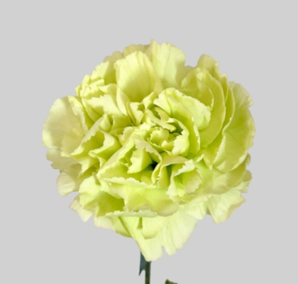 Clavel Col. Fancy Verde (7 Dias - 2�)