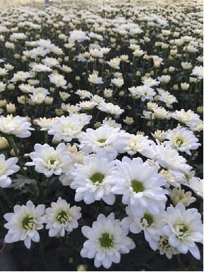 Margarita  Nac. Bacardi 75gr (7 Dias - 2�)