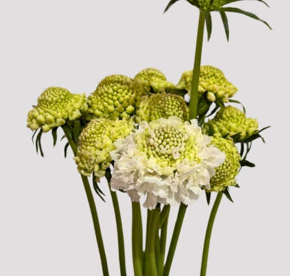 Scabiosa Nac. Blanca 65cm (7 Dias - 2�)