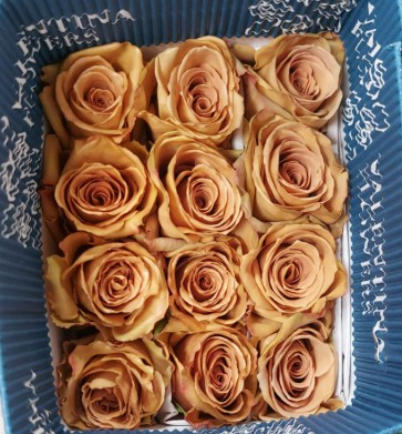 Rosa Ecu. Candy Beat 80cm (7 Dias - 2�)