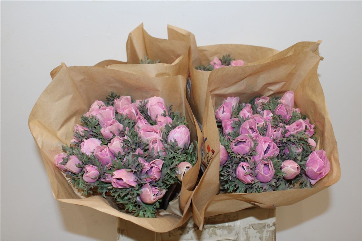 Anemona Italia Polvo Laight Pink 45cm "AAA"