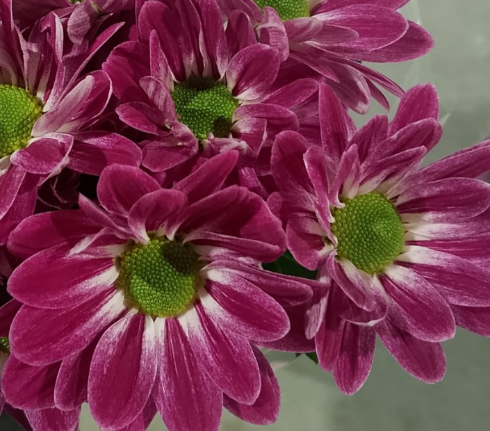 Margarita Nac. Funstripe 70gr