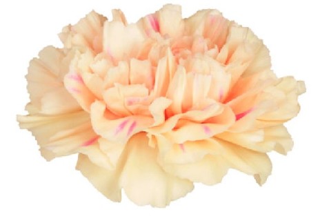 Clavel Col. Fancy Apple Tea "T25"