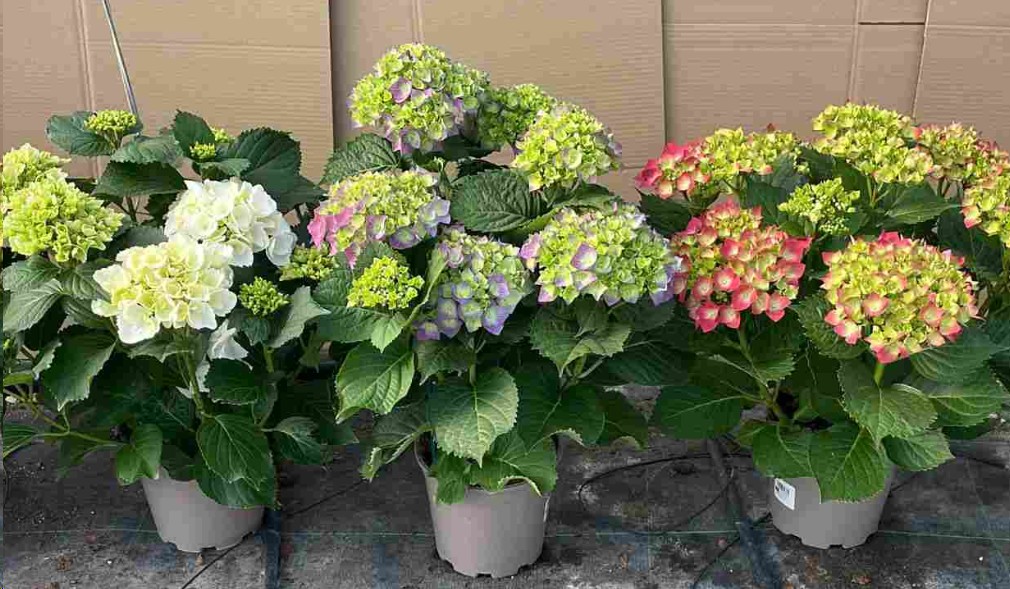 P. Hortensia Nac. Mixta.20/60cm x3