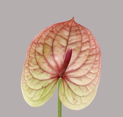 Anthurium Hol. Kaseko Classic �11  "CC16"