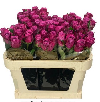 Rosa Hol. Cool Blue 50cm