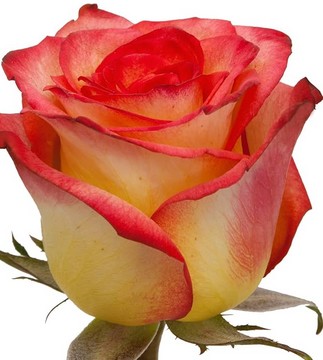 Rosa Hol. Tiger 50cm Bic.