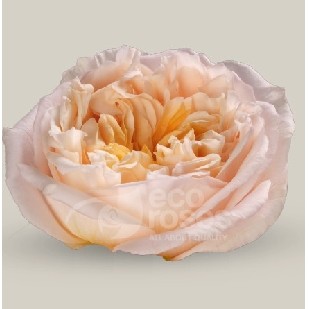 Rosa Col. Tie Dye 50cm