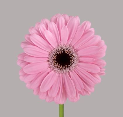 Gerbera Hol. Alison "T25"