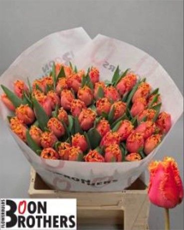 Tulipan Hol. Dentado Dutching 40cm Bic.