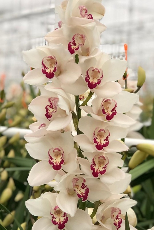 Cymbidium Marilyn M. 80cm Bl