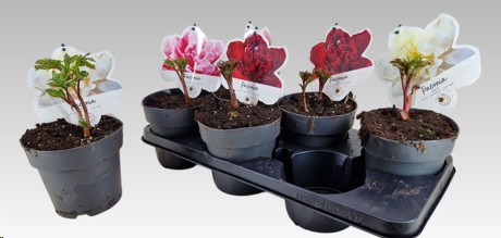 P. Peonia L Mix  15/15cm  x6