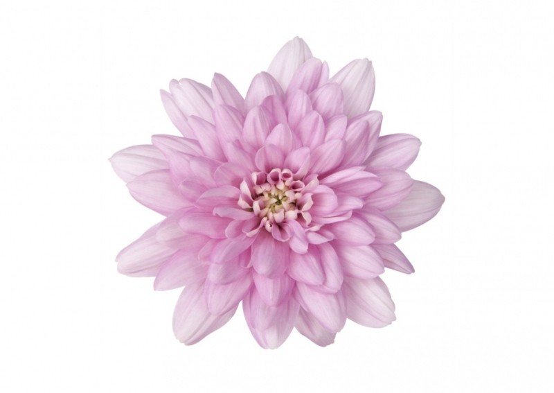 Margarita Nac. Hanami 65gr