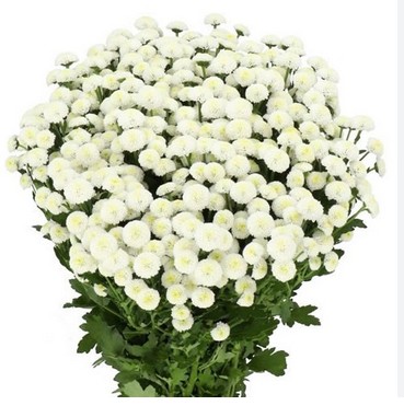 Santini Mad. Ideal White 1100gr "T25" Bl.