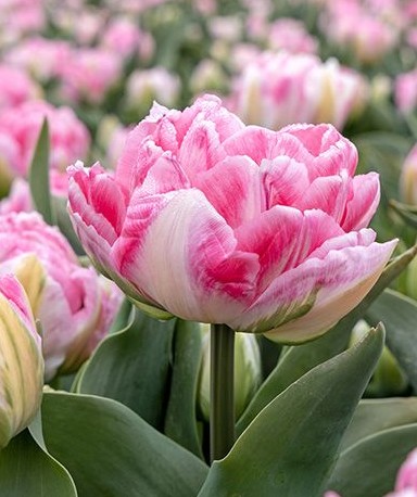 Tulipan Hol. Doble Foxtrot 38cm