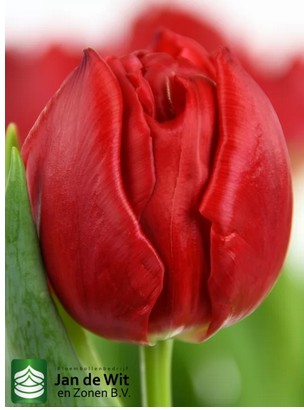 Tulipan Hol. Doble Spitfire 38cm