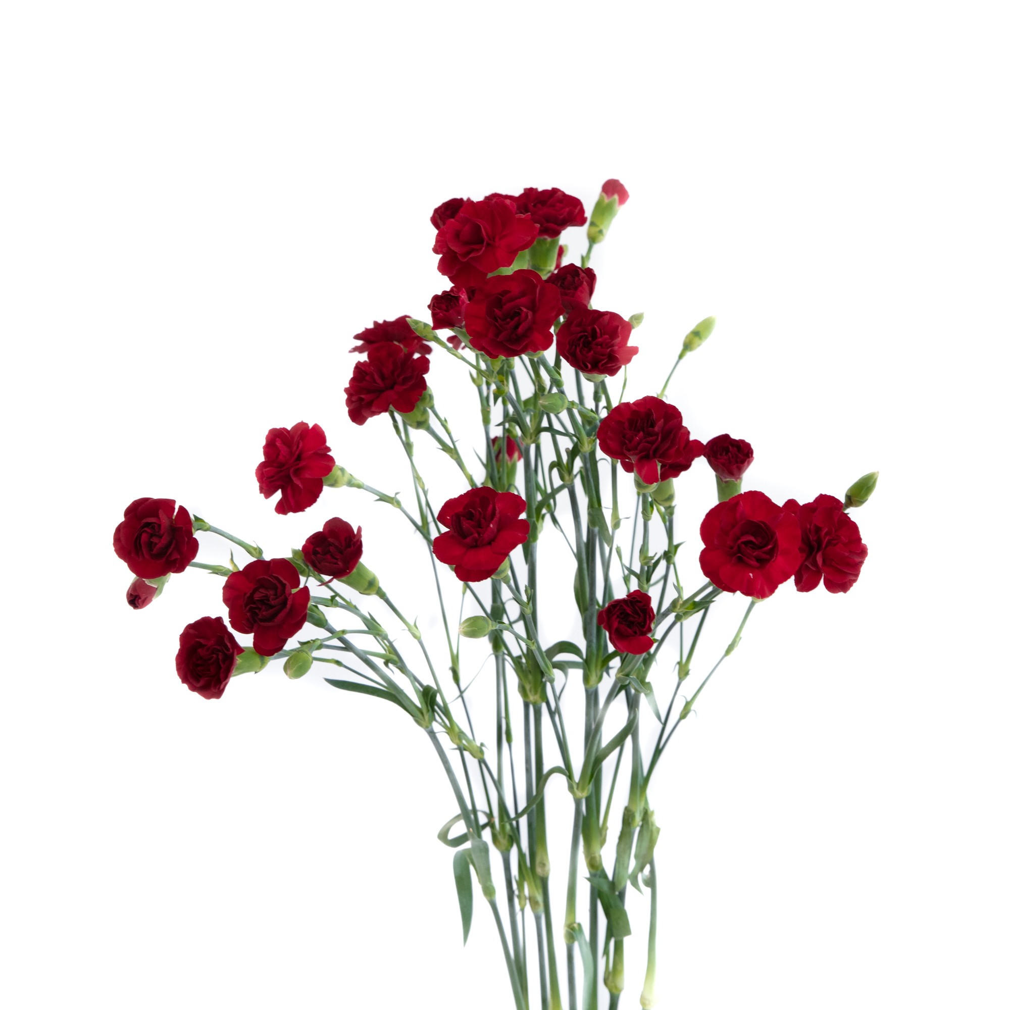 Clavel Col. Mini Select Granate