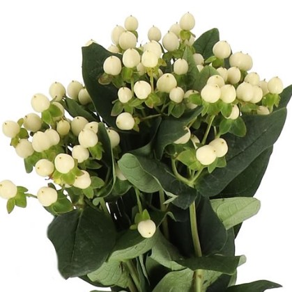 Hypericum Hol. Coco Bellimo 40cm Bl.